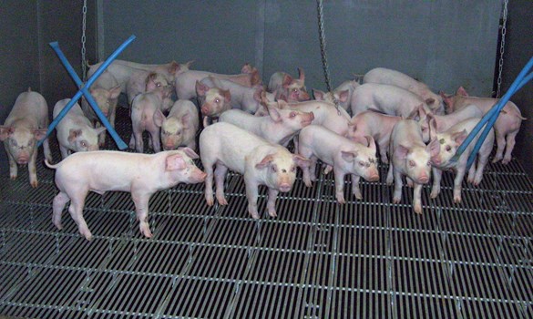 a group of pigs in a cage